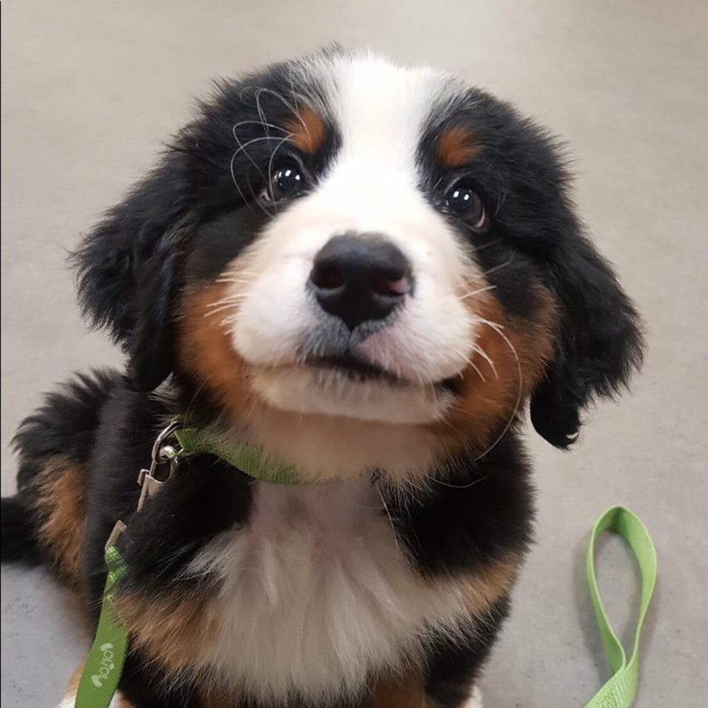 Meet your Posher, Ben